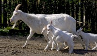 /album/fotogalerie-farma-blanik-zabavni-park-pro-deti/farma-blanik-kozy-jpg/